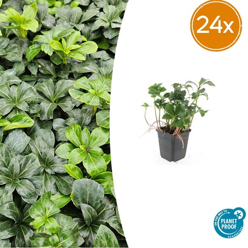 "Dickmännchen 'Green Sheen' 24er-Set (Pachysandra terminalis) – winterharter Bodendecker, Topf-Ø 9 cm, Höhe ca. 25 cm image"