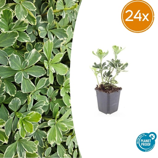 "Dickmännchen 'Variegata' 24er-Set (Pachysandra terminalis) – winterharter Bodendecker, Topf-Ø 9 cm, Höhe ca. 25 cm image"