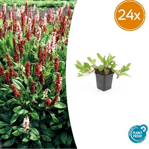 "Teppich-Knöterich 'Darjeeling Red' 24er-Set (Persicaria affinis) – winterharter Bodendecker, Topf-Ø 9 cm, Höhe ca. 25 cm image"