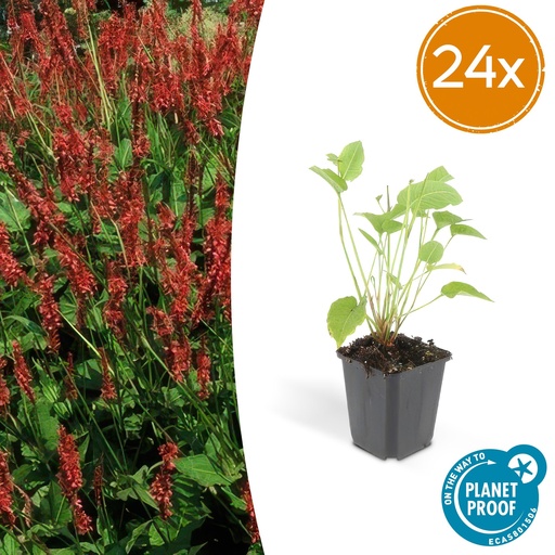 "Kerzenknöterich 24er-Set (Persicaria amplexicaulis) – winterharte Staude, Topf-Ø 9 cm, Höhe ca. 25 cm image"