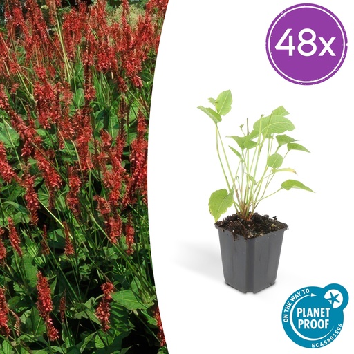 "48x Persicaria amplexicaulis - ↕10-25cm - Ø9cm image"