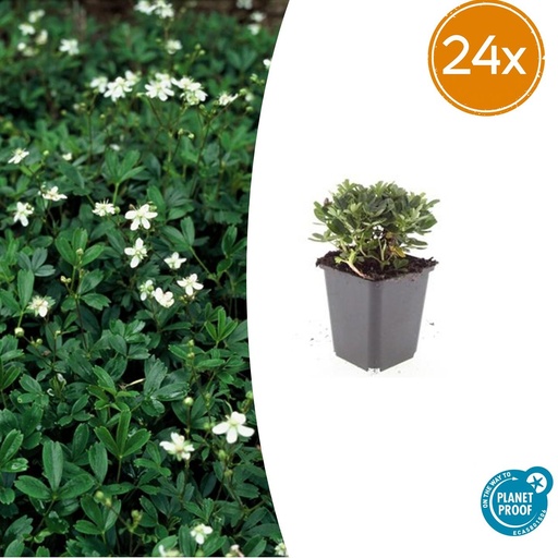 "Dreizahn-Fingerkraut 'Nuuk' 24er-Set (Potentilla tridentata) – winterharte Staude, Topf-Ø 9 cm, Höhe ca. 25 cm image"