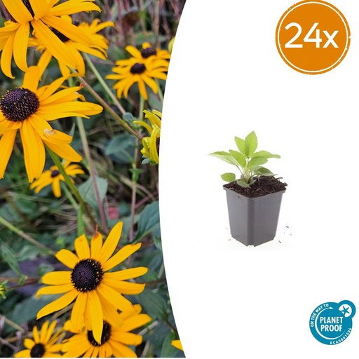 "Glänzender Sonnenhut 'Goldsturm' 24er-Set (Rudbeckia fulgida) – winterharte Staude, Topf-Ø 9 cm, Höhe ca. 25 cm image"