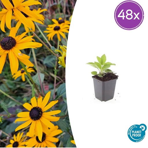 "Glänzender Sonnenhut 'Goldsturm' 48er-Set (Rudbeckia fulgida) – winterharte Staude, Topf-Ø 9 cm, Höhe ca. 25 cm image"