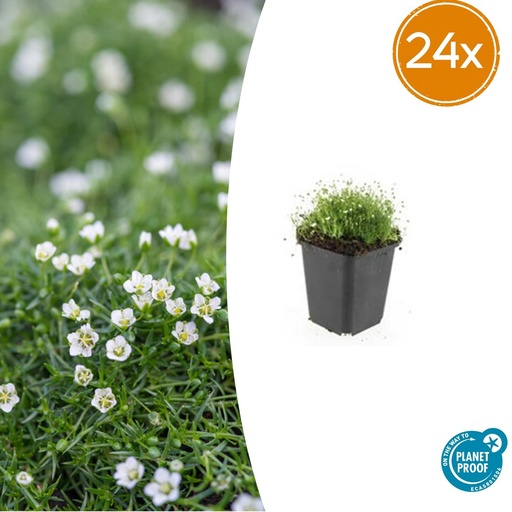 "24x Sagina subulata - ↕10-25cm - Ø9cm image"
