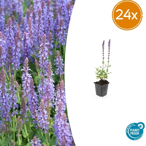 "24x Salvia nem. 'Caradonna' - ↕10-25cm - Ø9cm image"