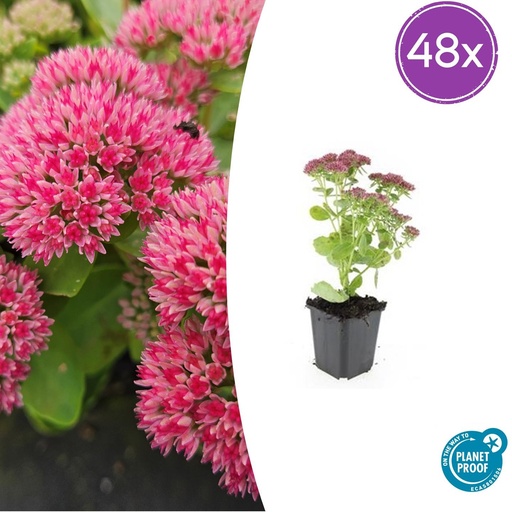 "48x Sedum 'Herbstfreude' - ↕10-25cm - Ø9cm image"