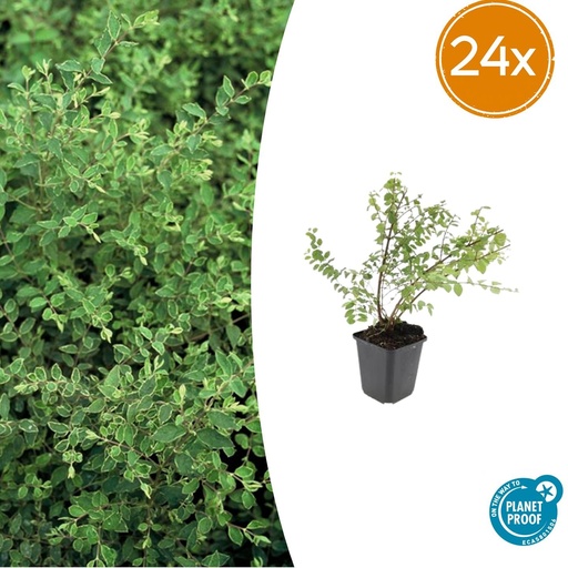 "Schneebeere 'Hancock' 24er-Set (Symphoricarpos chenaultii) – winterharter Zierstrauch, Topf-Ø 9 cm, Höhe ca. 25 cm image"