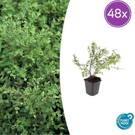 "Schneebeere 'Hancock' 48er-Set (Symphoricarpos chenaultii) – winterharter Zierstrauch, Topf-Ø 9 cm, Höhe ca. 25 cm image"
