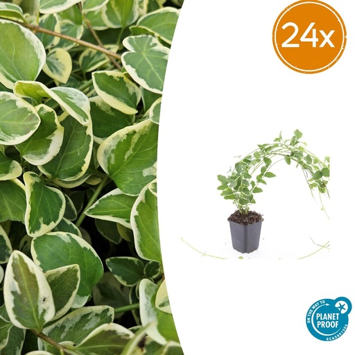 "Großes Immergrün 'Variegata' 24er-Set (Vinca major) – winterharter Bodendecker, Topf-Ø 9 cm, Höhe ca. 25 cm image"
