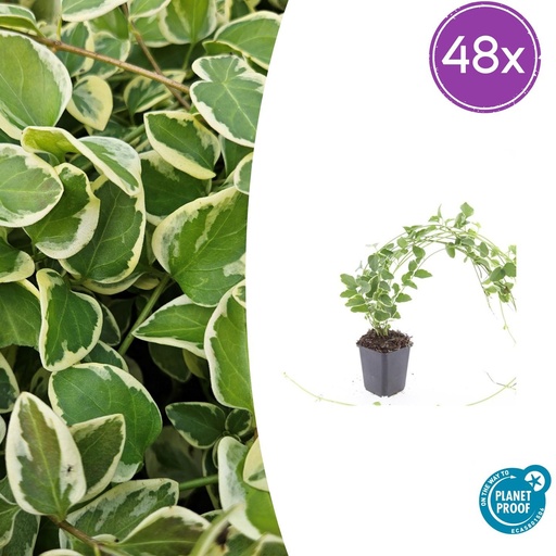 "Großes Immergrün 'Variegata' 48er-Set (Vinca major) – winterharter Bodendecker, Topf-Ø 9 cm, Höhe ca. 25 cm image"