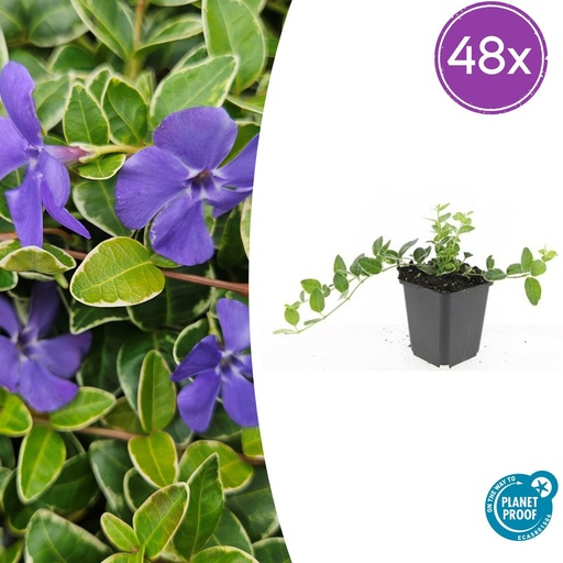"Immergrün 'Argenteovariegata' 48er-Set (Vinca minor) – winterharter Bodendecker, Topf-Ø 9 cm, Höhe ca. 25 cm image"