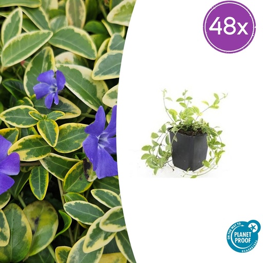 "Immergrün 'Aureovariegata' 48er-Set (Vinca minor) – winterharter Bodendecker, Topf-Ø 9 cm, Höhe ca. 25 cm image"