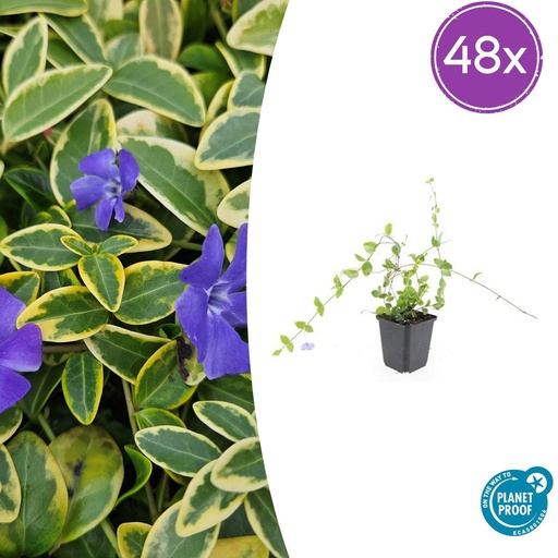 "Immergrün 'Blue and Gold' 48er-Set (Vinca minor) – winterharter Bodendecker, Topf-Ø 9 cm, Höhe ca. 25 cm image"