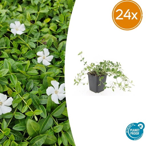 "Immergrün 'Gertrude Jekyll' 24er-Set (Vinca minor) – winterharter Bodendecker, Topf-Ø 9 cm, Höhe ca. 25 cm image"