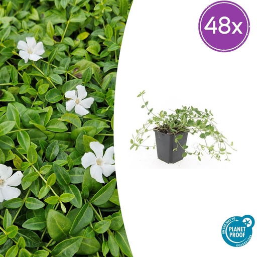 "Immergrün 'Gertrude Jekyll' 48er-Set (Vinca minor) – winterharter Bodendecker, Topf-Ø 9 cm, Höhe ca. 25 cm image"