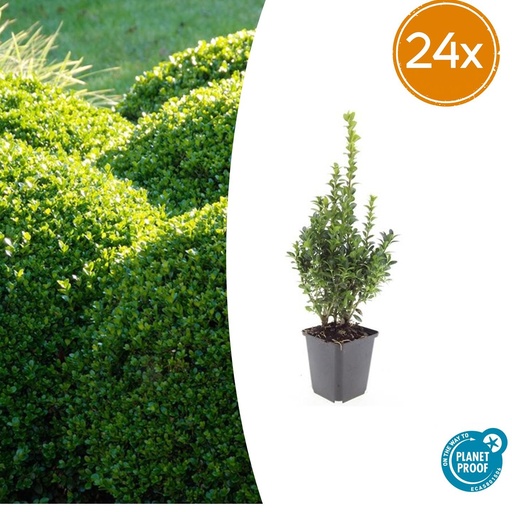 "24x Buxus Sempervirens - ↕10-25cm - Ø9cm image"