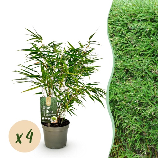 "Bambus - Fargesia rufa - Grün - 4 Pflanzen - Immergrün - Nicht Ausbreitend - Topf 17cm Höhe 60cm image"