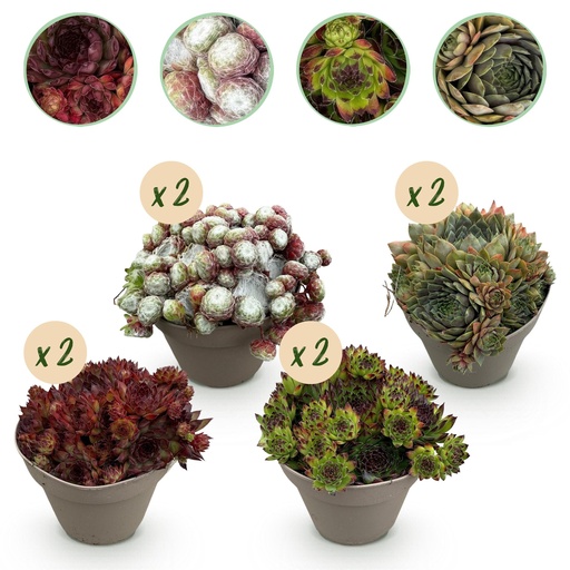 "Bodendecker - Winterhart - Sempervivum Big Sam - 8 Pflanzen - Verschiedene Farben - Wenig Pflege - Topf 14cm Höhe 17cm image"
