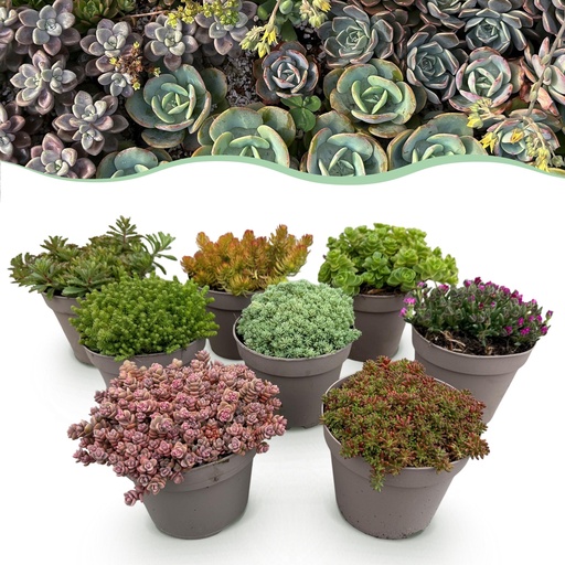 "Bodendecker - Winterhart - Alpine Mix - 8 Pflanzen - Verschiedene Farben - Wenig Pflege - Topf 14 Höhe 17 image"