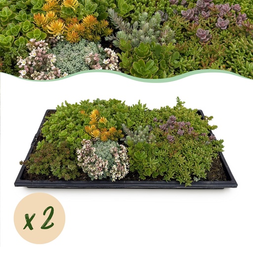 "Bodendecker - Winterhart - Sedummatte - Besteht aus 10 Sorten - X2 - Wenig Pflege - Länge 50cm Breite 30cm image"