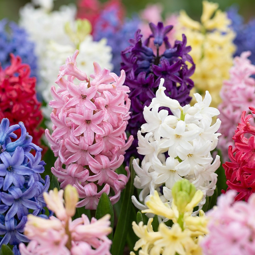 "Hyazinthe (Hyacinthus orientalis) – Blumenzwiebeln, 10 Zwiebeln image"