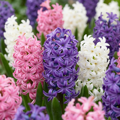 "Hyazinthe 'Pastel' (Hyacinthus orientalis) – Blumenzwiebeln, 10 Zwiebeln image"
