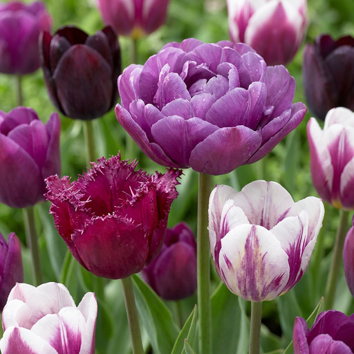 "Tulpe 'Blueberry' (Tulipa) – Blumenzwiebeln, 12 Zwiebeln image"
