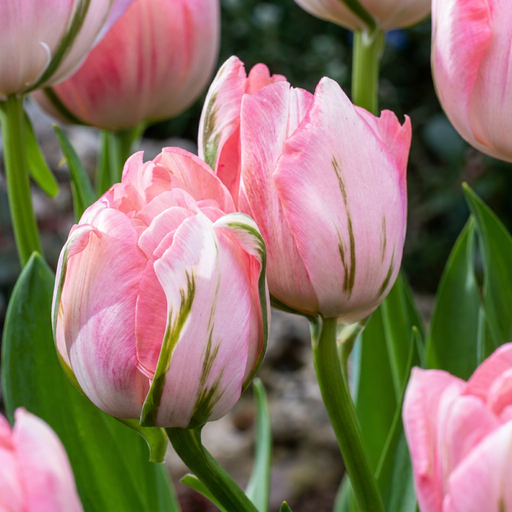 "Tulpe 'Double Pink' (Tulipa) – Blumenzwiebeln, 12 Zwiebeln image"