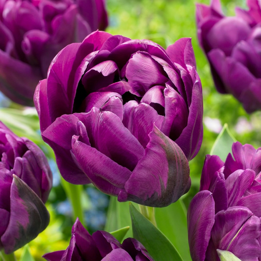 "Tulpe 'Double Lilac' (Tulipa) – Blumenzwiebeln, 12 Zwiebeln image"