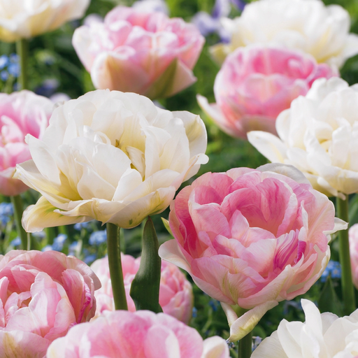 "Tulpe 'Double Sensation' (Tulipa) – Blumenzwiebeln, 12 Zwiebeln image"