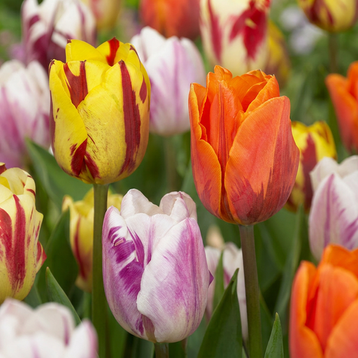 "Tulpe 'Flaming Beauty' (Tulipa) – Blumenzwiebeln, 15 Zwiebeln image"