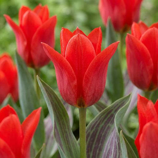 "Tulpe 'Greigii Red' (Tulipa) – Blumenzwiebeln, 15 Zwiebeln image"