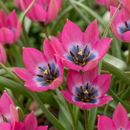"Tulpe 'Little Beauty' (Tulipa) – Blumenzwiebeln, 25 Zwiebeln image"