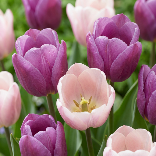"Tulpe 'Macron' (Tulipa) – Blumenzwiebeln, 12 Zwiebeln image"