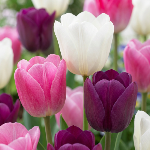 "Tulpe 'Pastel' (Tulipa) – Blumenzwiebeln, 12 Zwiebeln image"