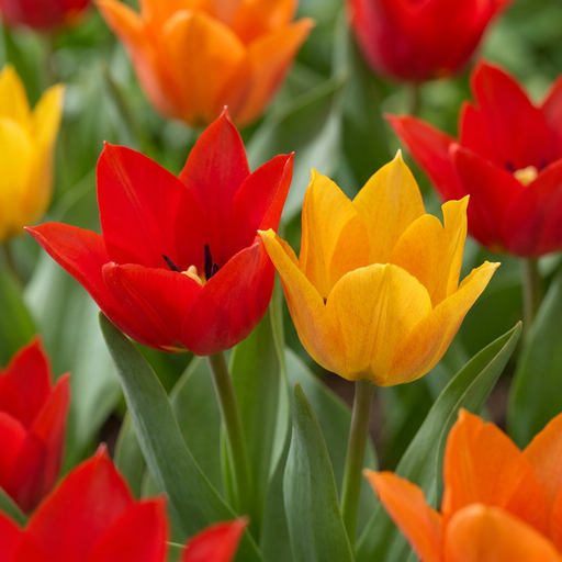 "Tulpe 'Praestans' (Tulipa) – Blumenzwiebeln, 25 Zwiebeln image"