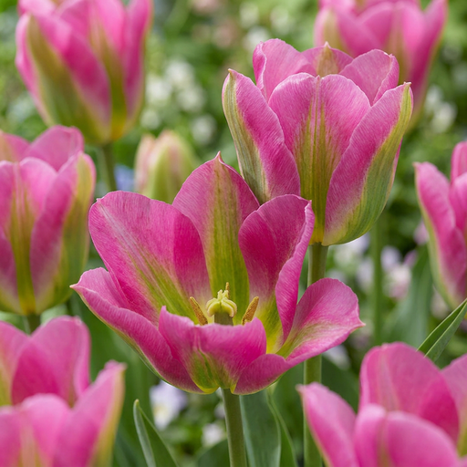 "Tulpe 'Strawberry Lemonade' (Tulipa) – Blumenzwiebeln, 12 Zwiebeln image"