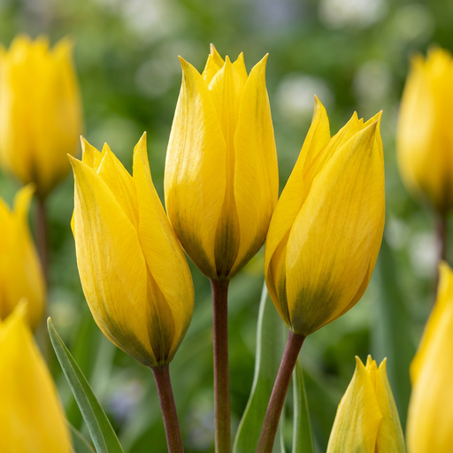 "Tulpe 'Sylvestris' (Tulipa) – Blumenzwiebeln, 20 Zwiebeln image"