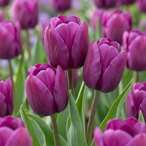 "Tulpe 'Triumph Purple' (Tulipa) – Blumenzwiebeln, 15 Zwiebeln image"