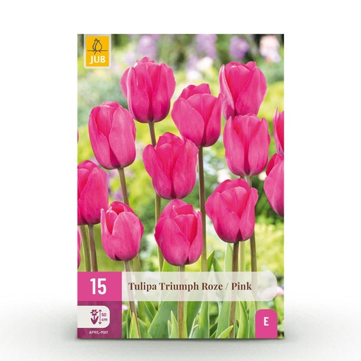 "Tulpe 'Triumph Pink' (Tulipa) – Blumenzwiebeln, 15 Zwiebeln image"