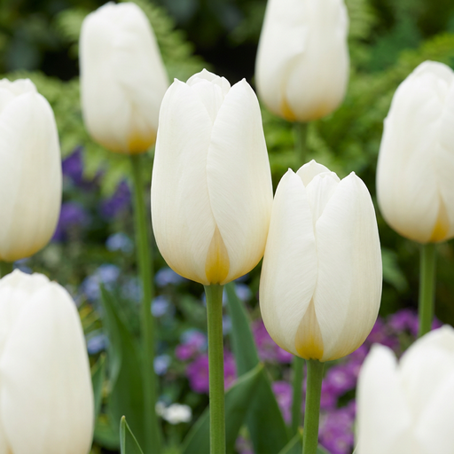 "Tulpe 'Triumph White' (Tulipa) – Blumenzwiebeln, 15 Zwiebeln image"