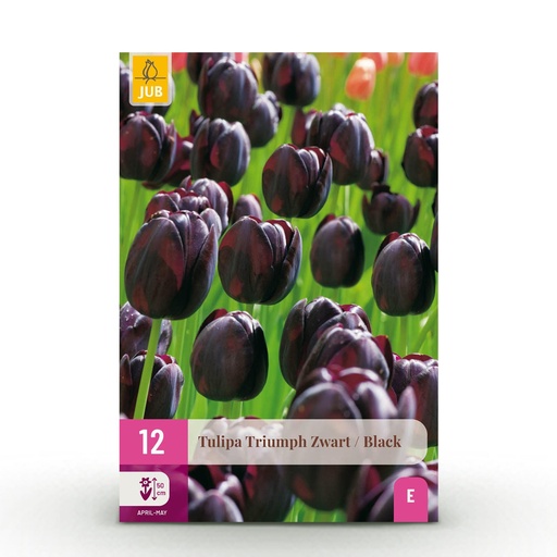 "Tulpe 'Triumph Black' (Tulipa) – Blumenzwiebeln, 12 Zwiebeln image"