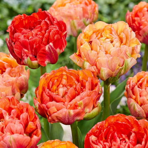 "Tulpe 'Gudoshnik Double' (Tulipa) – Blumenzwiebeln, 12 Zwiebeln image"