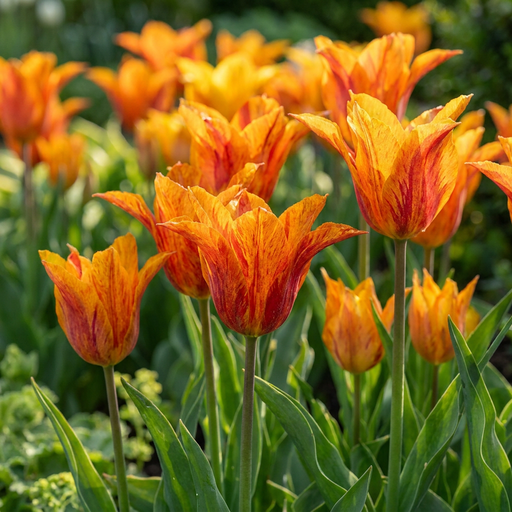 "Tulpe 'Vendeeglobe' (Tulipa) – Blumenzwiebeln, 12 Zwiebeln image"