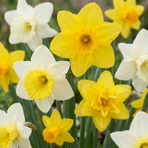 "Narzisse 'Botanical' (Narcissus) – Blumenzwiebeln, 20 Zwiebeln image"