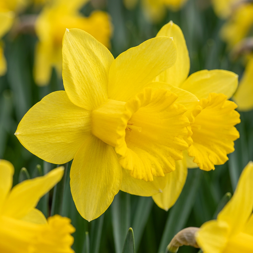 "Narzisse 'Carlton' (Narcissus) – Blumenzwiebeln, 15 Zwiebeln image"