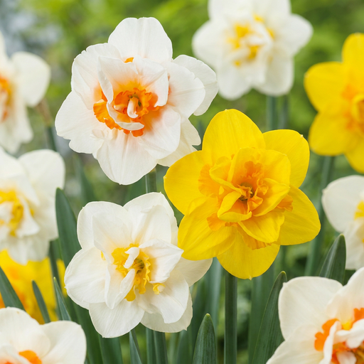 "Narzisse 'Double' (Narcissus) – Blumenzwiebeln, 10 Zwiebeln image"