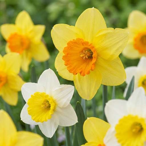 "Narzisse 'large Cupped' (Narcissus) – Blumenzwiebeln, 15 Zwiebeln image"