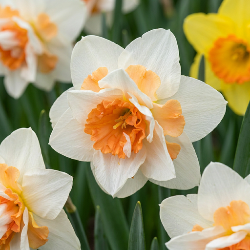 "Narzisse 'Replete' (Narcissus) – Blumenzwiebeln, 10 Zwiebeln image"